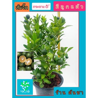 🍭ส้มจี๊ด หรือ ส้มมะปี๊ด ปักกิ่งชำ ติดลูกทุกต้น