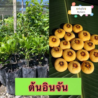 ต้นอินจัน ต้นลูกจันทร์ จันโอ ไม้มงคลหายาก​ พร้อมส่ง