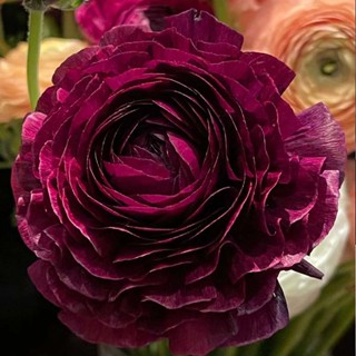 Ranunculus ball เมล็ดดอกโบตั๋นในร่มและกลางแจ้ง กระถางต้นไม้ ให้อาหารแก่กล้าไม้