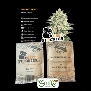 เมล็ดกัญชา Seed Stockers - Big Bud (Fem)