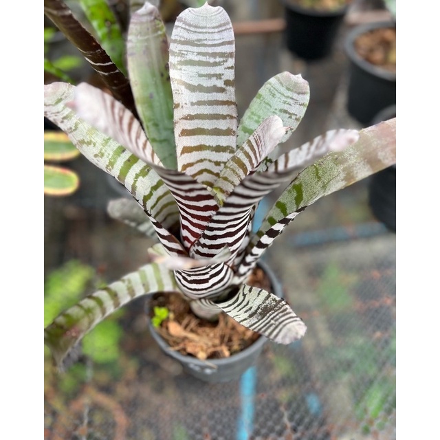 สับปะรดสีม้าลาย Bromeliad Aechmea ลายขาวดำ กระถาง5-6นิ้วสีเข้มฟร์อมสวย หายยาก