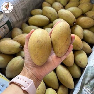 ส่งด่วน/รถเย็น! ละมุดมาเลย์ (3 กิโล) ลูกโต เนื้อแน่นกรอบ หวา…