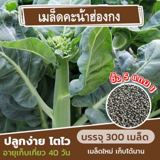 เมล็ดพันธุ์ คะน้าฮ่องกง แบ่งขาย 300 เมล็ด (ซื้อ 5 แถม 1)