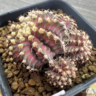 (W17) ต้นยิมโนหน้ายับ ลูก Trex ไม้เมล็ด - (gymnocalycium) - แคคตัส/ง่าย ปลูก สวนครัว เมล็ด/อินทรีย์ NAI7