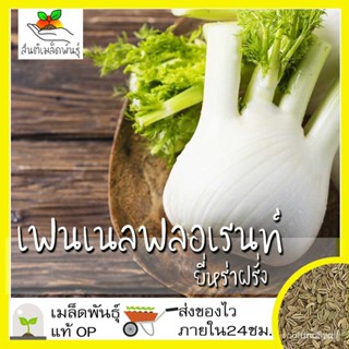 ผลิตภัณฑ์ใหม่ เมล็ดพันธุ์ เมล็ดพันธุ์ เฟนเนล ฟลอเรนท์ 200 เมล็ด Florence Fennel Seed เมล็ดพันธุ์แท้ นำเข้าจากต่ /ดอก JU4