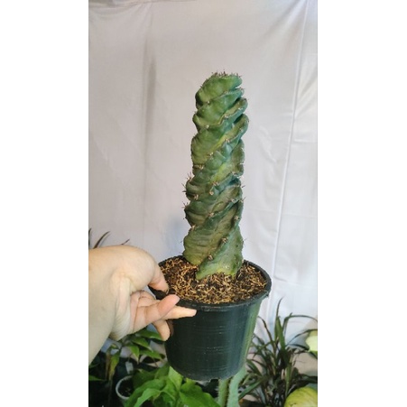 แคคตัส Cereus forbesii spiralis หรือเกลียว เกลียวสวาท 25-30 cm