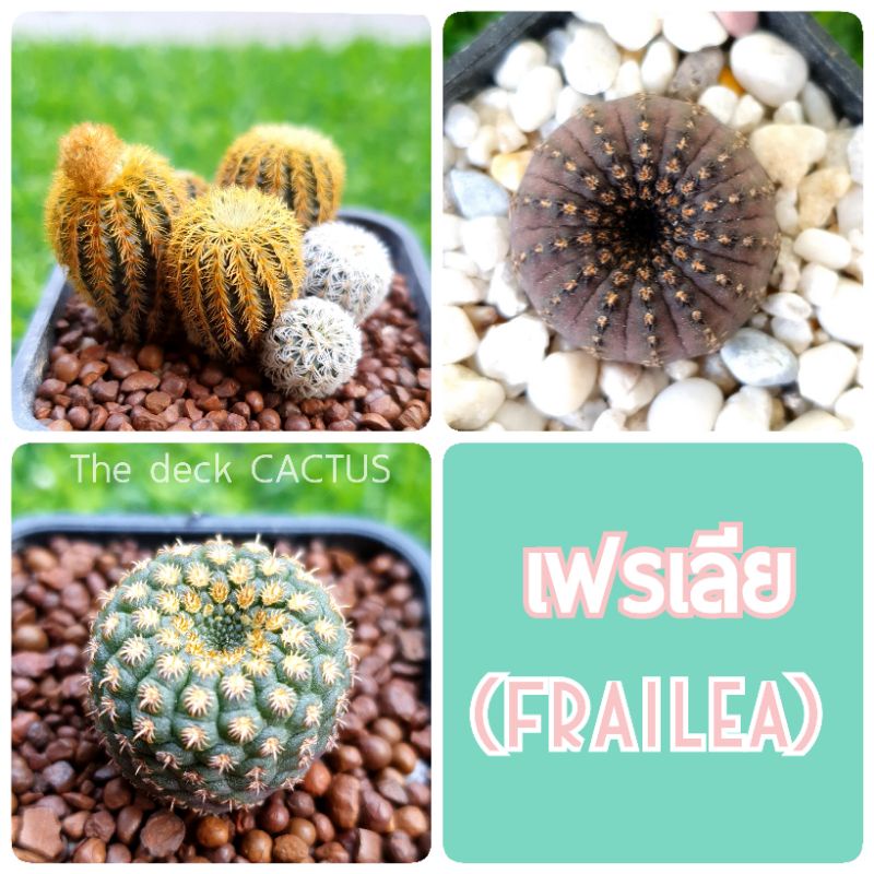 เฟรเลีย (Frailea) หลายสายพันธุ์ ไม้เมล็ด ยกพอตคุ้มๆ ช่วงนี้ออกดอก ติดฝักเมล็ดด้วยน๊าา ขอดูรูปแจ้งได้ค่ะ