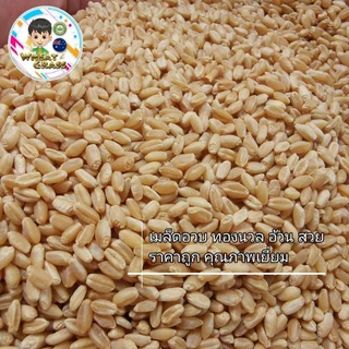 เมล็ดข้าวสาลีขนาด1กิโลกรัม ราคาถูก เกรดนำเข้า หญ้าแมว อัตราการงอกสูง เมล็ดต้นอ่อนข้าวสาลี Aus Wheat