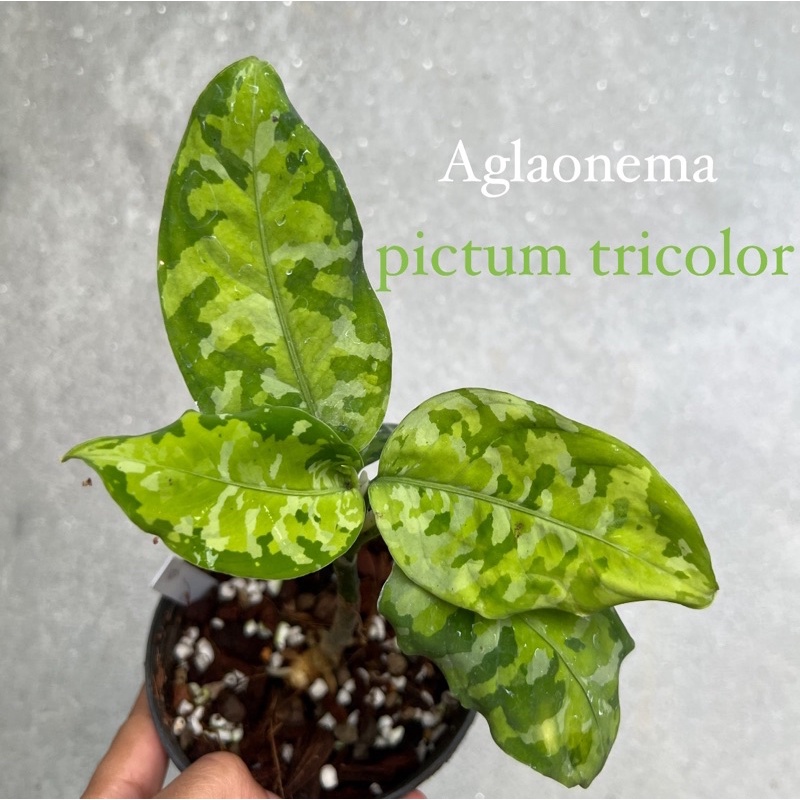 Aglaonema pictum tricolor เสือพรานสามสี เลือกต้นได้