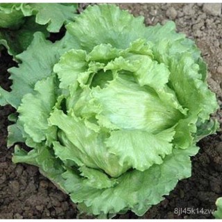 （คุณภาพสูง เมล็ด）เมล็ดพันธุ์ ผักสลัด ไอซ์เบิร์ก (Iceberg Lettuce Seed) =100เมล็ด/ง่าย ปลูก สวนครัว เมล็ด/อินทรีย์ 0PFK