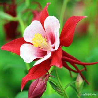 ผลิตภัณฑ์ใหม่ เมล็ดพันธุ์ 202220 เมล็ดอวบอ้วน เมล็ด ดอกโคลัมไบน์ (Columbine) เป็นดอกไม้ประจำรัฐ Colorado Columbi/ขายดี B