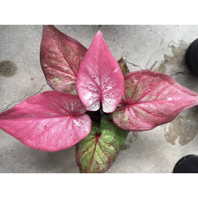 บอนสี ❤️‍🩹 ปีมะโรง❤️‍🩹