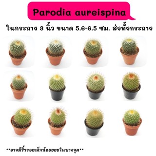 PT004 Parodia aureispina  ไม้เมล็ด Cactus กระบองเพชร พืชอวบน้ำ พืชทะเลทราย ตะบองเพชร