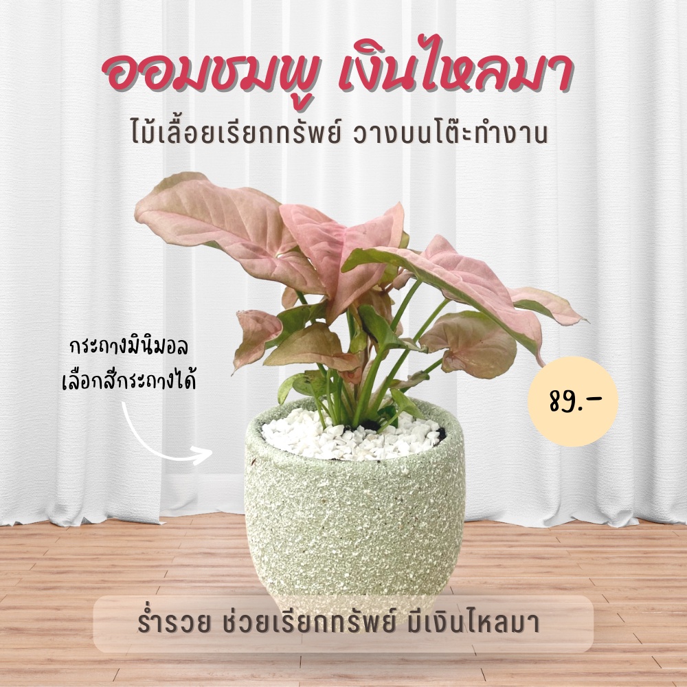 ออมชมพู ค้าขายร่ำรวย พร้อมกระถางมินิมอล 3 ขา Pink Syngonium (ต้นสูง 10-12 cm.)