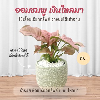 ออมชมพู ค้าขายร่ำรวย พร้อมกระถางมินิมอล 3 ขา  Pink Syngonium (ต้นสูง 10-12 cm.)