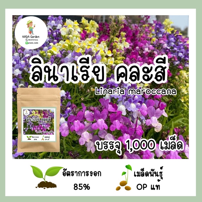 เมล็ดพันธุ์ลินาเรีย 1,000เมล็ด (ดอกไม้กินได้) Linaria maroccana คละสี เมล็ดพันธุ์ OPแท้