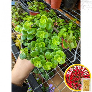 ดอกไม้ sedum/ พืชสด/คอรันดัมหลายชนิด /succulent Sedum [Sedum makinoi] ชุดชั้นใน /ร้อวน/แอปเปิ้ล/แพรตไมล์/แทร็ก NSTG