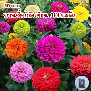 ดอกบานชื่นกลีบซ้อนคละสี100เมล็ด