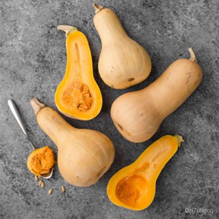 （คุณภาพสูง เมล็ด）ฟักทองบัตเตอร์นัท (เมล็ด) Butternut Winter Squash Seed/ง่าย ปลูก สวนครัว เมล็ด/ดอก H3Y0