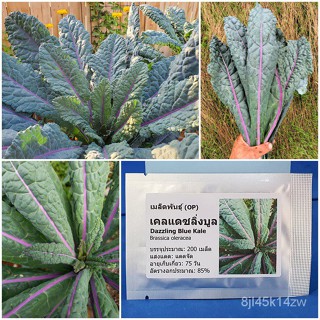 （คุณภาพสูง เมล็ด）เมล็ดพันธุ์ เคลแดซลิ่งบูล (Dazzling Blue Kale Seed) บรรจุ 200 เมล็ด คุณภาพดี ราคาถู/ง่าย ปลูก ส/ขายด WA