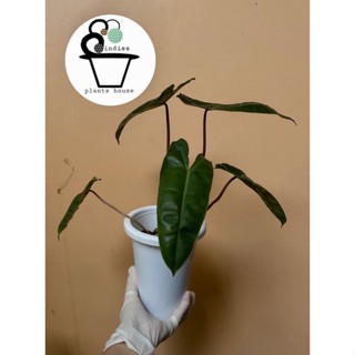 ต้นฟิโลเดนดรอนก้านส้ม Philodendron Billietiae Croat