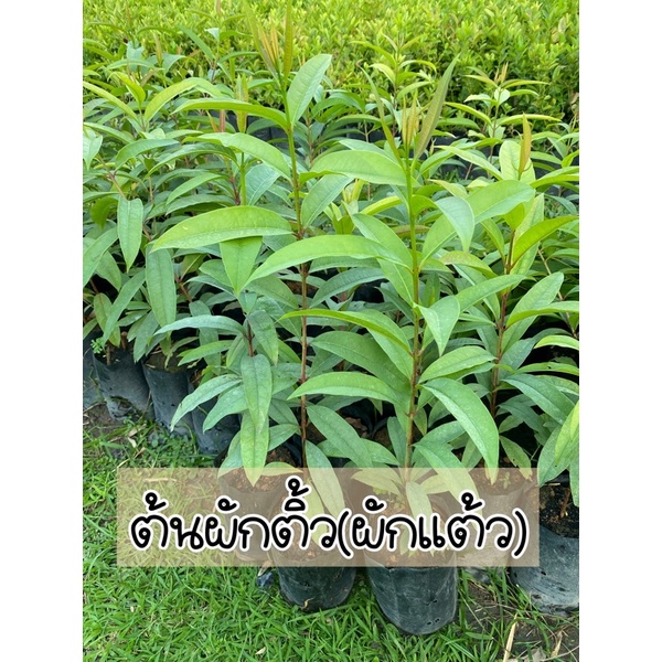 ต้นผักติ้วหรือต้นผักแต้ว ยอดอ่อนทานได้