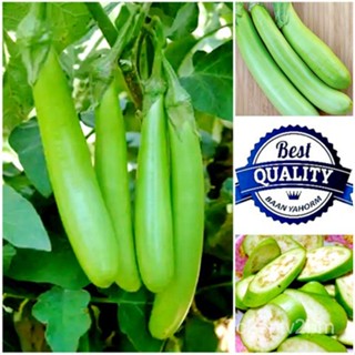 （คุณภาพสูง เมล็ด）เมล็ดพันธุ์ มะเขือยาว สีเขียว Long Eggplant 200 Seeds ผักพื้นบ้าน 200 เมล็ด พันธุ์ไม้ผล เมล็ดพั/ขายดี Q