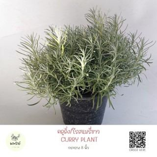 ต้นคลูลิ่ง Curry plant (H15) #เพาะปลูกรักษ์ #สมุนไพรฝรั่ง กลิ่นหอมมาก