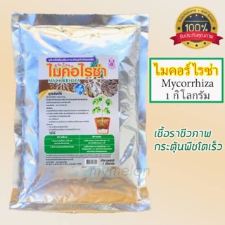 ไมคอไรซ่า(เชื้อราไมคอไรซ่า)