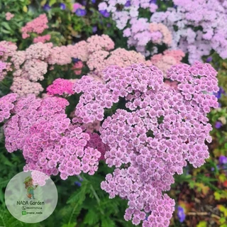 เมล็ดพันธุ์ยาร์โรว์ คละสี 500 เมล็ด Achillea millefolium หรือ Yarrow เมล็ดพันธุ์แท้