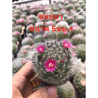 （คุณภาพสูง เมล็ด）ต้น แมมขนแมว ขนาด 5 ชม  ไซใหญ ดอกพร้อมออก/ง่าย ปลูก สวนครัว เมล็ด/ขายดี JJJN