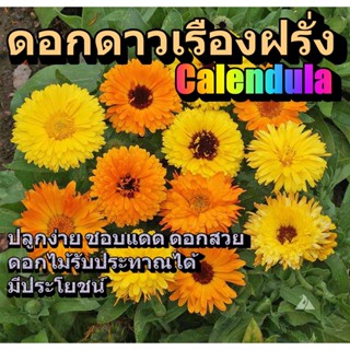 เมล็ดพันธุ์ คาเลนดูล่า ดาวเรืองฝรั่ง ดาวเรืองหม้อ 50 เมล็ด Calendula Seed เมล็ดพันธุ์แท้ เมล็ดนำเข้า ปลูกผัก สวนครัว