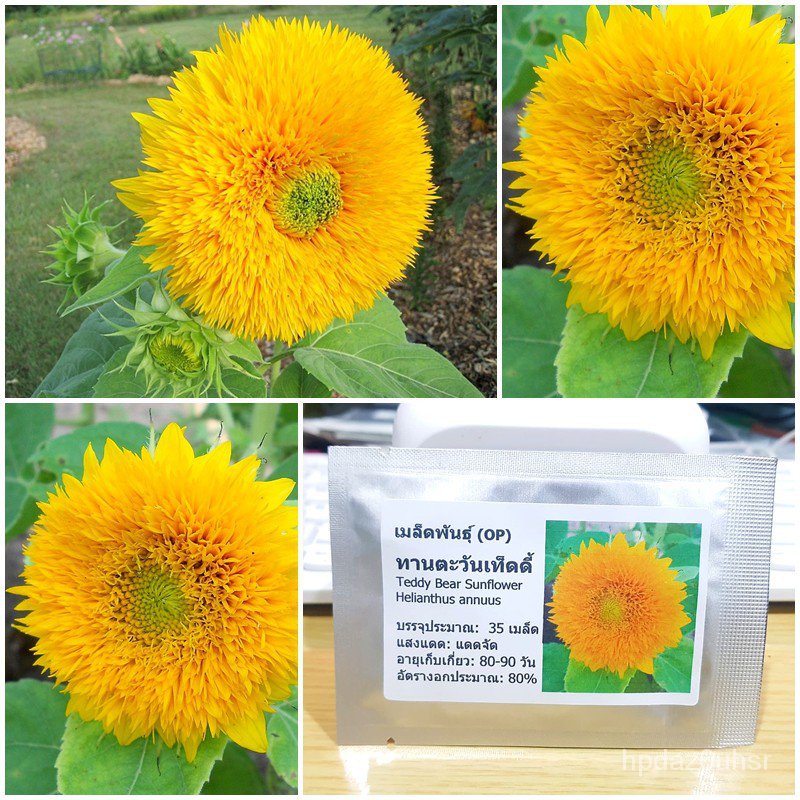 （คุณภาพสูง เมล็ด）เมล็ดพันธุ์ ทานตะวันเท็ดดี้ (Teddy Bear Sunflower Seed) บรรจุ 35 เมล็ด คุณภาพดี ราค/ง่าย ปลูก ส/ขายด 9N