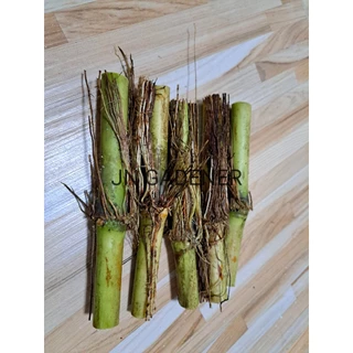 ท่อนพันธุ์อ้อยไข่(ตัดสด5ข้อ)ส่งทันที