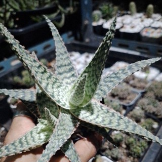 Aloe(hybrid)..อโลไฮบริด