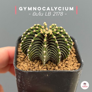 ยิมโน LB 2178 Gymnocalycium แคคตัส กระบองเพชร cactus&amp;succulent -