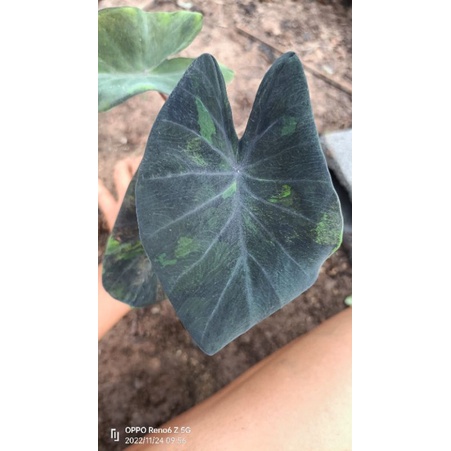 Colocasia midnight^^