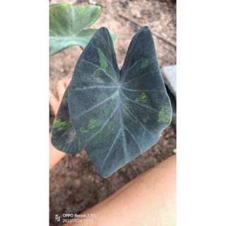 Colocasia midnight^^