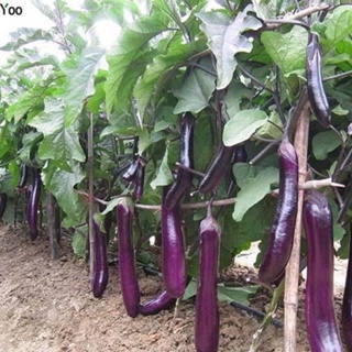 เมล็ดพันธุ์ มะเขือยาว สีม่วงญี่ปุ่น ( Japanese Pickling Eggplant Seed ) บรรจุ 20 เมล็ด มะเขือยาว ญี่ปุ่นสีม่วง ผลยาวสีม่วง ขั้วผลสีม่วง เนื้อขาวกรอบอร่อย ปลูกง่าย โตไว ติดผลดี