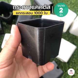 ยกกระสอบ 1000 ใบ กระถาง 2 นิ้ว กระถางแคคตัส กระถางกระบองเพชร