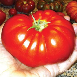 （คุณภาพสูง เมล็ด）เมล็ดพันธุ์เมล็ดพันธุ์ มะเขือเทศ บีฟสเต็ก (Red Beefsteak Tomato Seed) บรรจุ 50 เมล็ด คุณภาพดี ร/ขายดี C