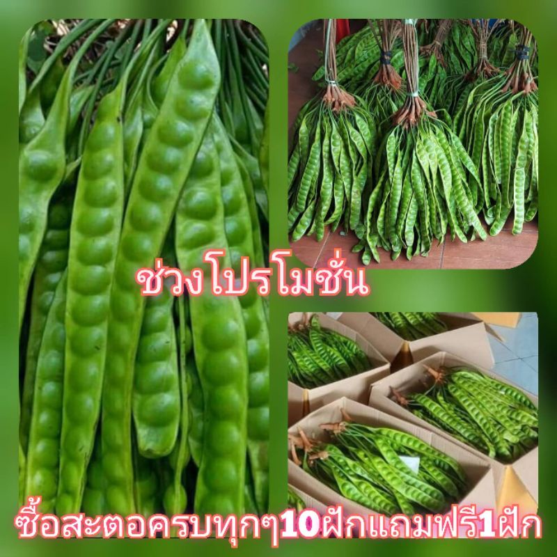 พร้อมส่ง,สะตอนอกฤดูกาล​ ฝักสวย คัดมาโดยเฉพาะ​