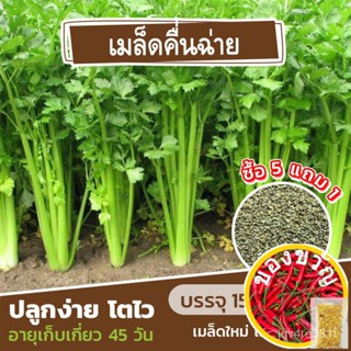 เมล็ดพันธุ์/เมล็ดพันธุ์คื่นฉ่าย 1500 เมล็ด (ซื้อ 5 แถม 1)กุหลาบ/seeds/ขึ้นฉ่าย/บุรุษ/ดอกไม้/ผักชี/บ้านและสวน/สร้อยคอ / R