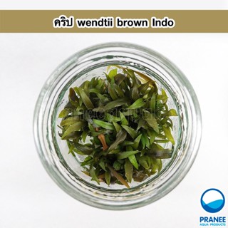 คริป Cryptocoryne wendtii brown Indo (เนื้อเยื่อ) ต้นไม้น้ำตกแต่งตู้ปลา ***กรุณาอ่านรายละเอียดก่อนสั่งซื้อ***