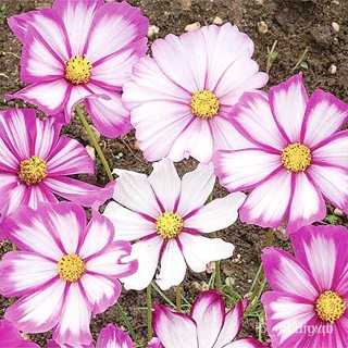 ผลิตภัณฑ์ใหม่ เมล็ดพันธุ์ 2022เมล็ดอวบอ้วน ดาวกระจายแคนดี้สตริป (Candy Stripe Cosmos Flower Seed) บรรจุ 150 เมล /ดอก YPM