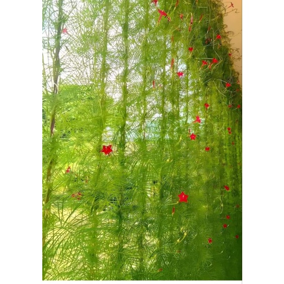เมล็ดต้นดาวนายร้อยสีแดงซอง50เมล็ด รูปที่ 2