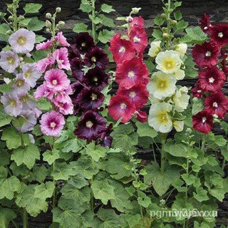 ผลิตภัณฑ์ใหม่ เมล็ดพันธุ์ 2022เมล็ดพันธุ์ ดอกฮอลลี่ฮ็อคคละสี (Mixed Hollyhock Flower Seed) บรรจุ 1000 เมล็ด คุณภ/ขายดี 1