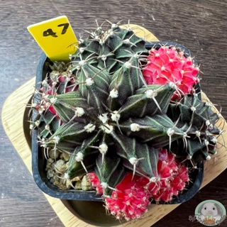 (Y47) ต้นยิมโนด่าง คัดพิเศษ ไม้เมล็ด - (gymnocalycium) - แคคตัส/ง่าย ปลูก สวนครัว เมล็ด/ขายดี YWXX