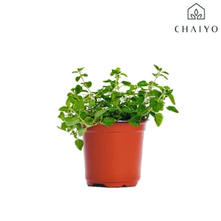 ต้นออริกาโน ออร์แกนิค Organic Oregano กระถาง 4 นิ้ว และ 6 นิ้ว