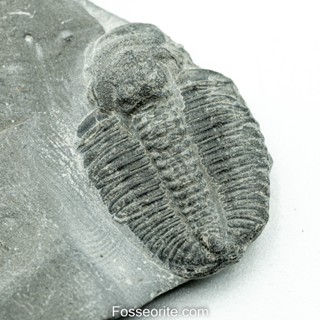 [อายุกว่า 505 ล้านปี!!!] #237 ฟอสซิล ไทรโลไบต์ Elrathia Kingi Trilobite ของแท้ ขนาดเล็ก บน Matrix จาก USA